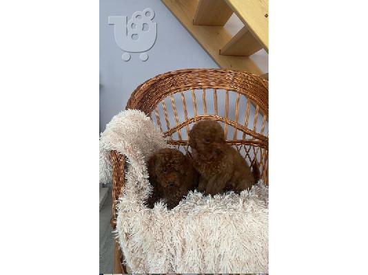 Κουτάβια Poodle Toy με εξαιρετικά χαρακτηριστικά